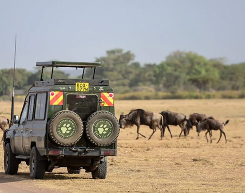 3 Day Masai Mara Wildlife Safari
